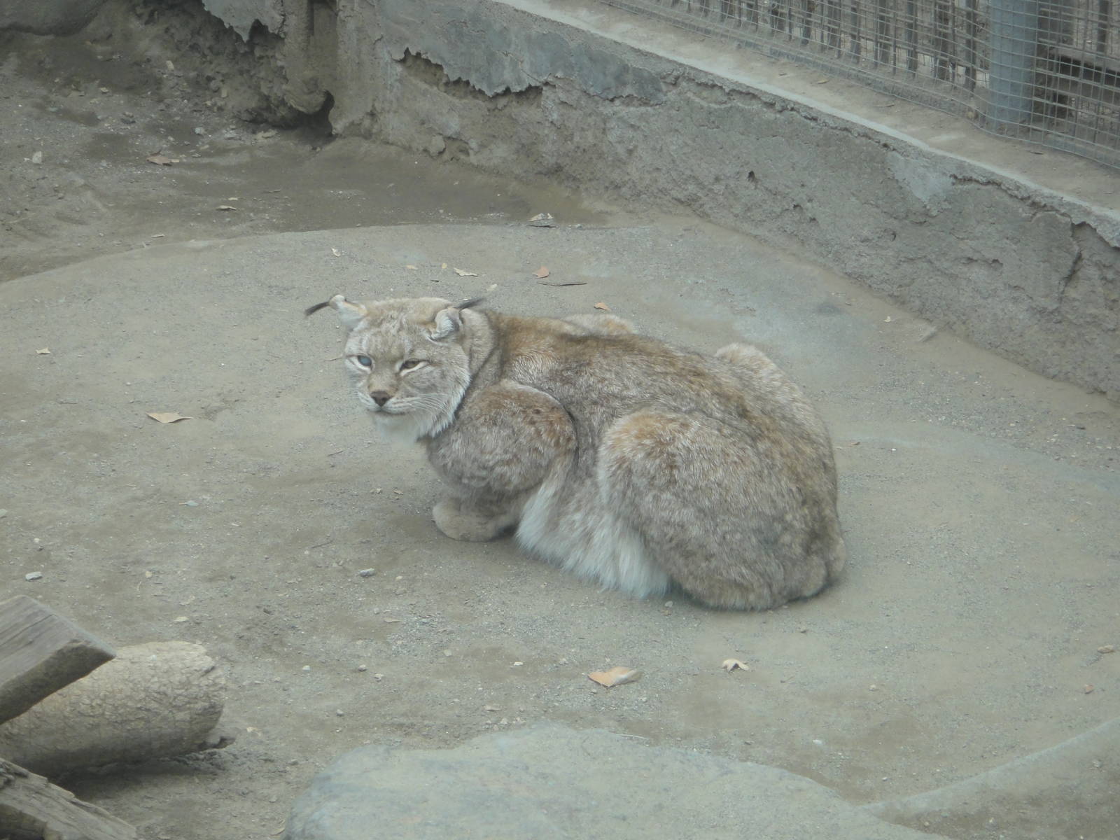 Eurasian lynx (Lynx lynx)