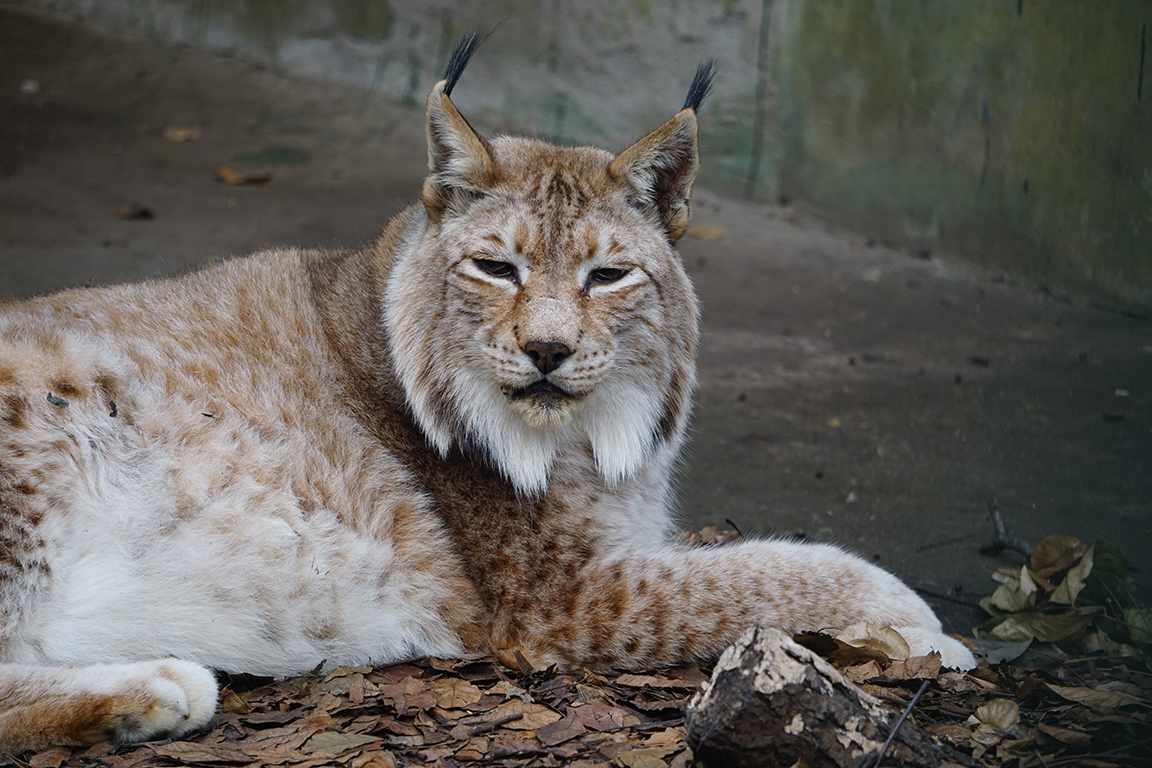 Eurasian lynx (Lynx lynx)