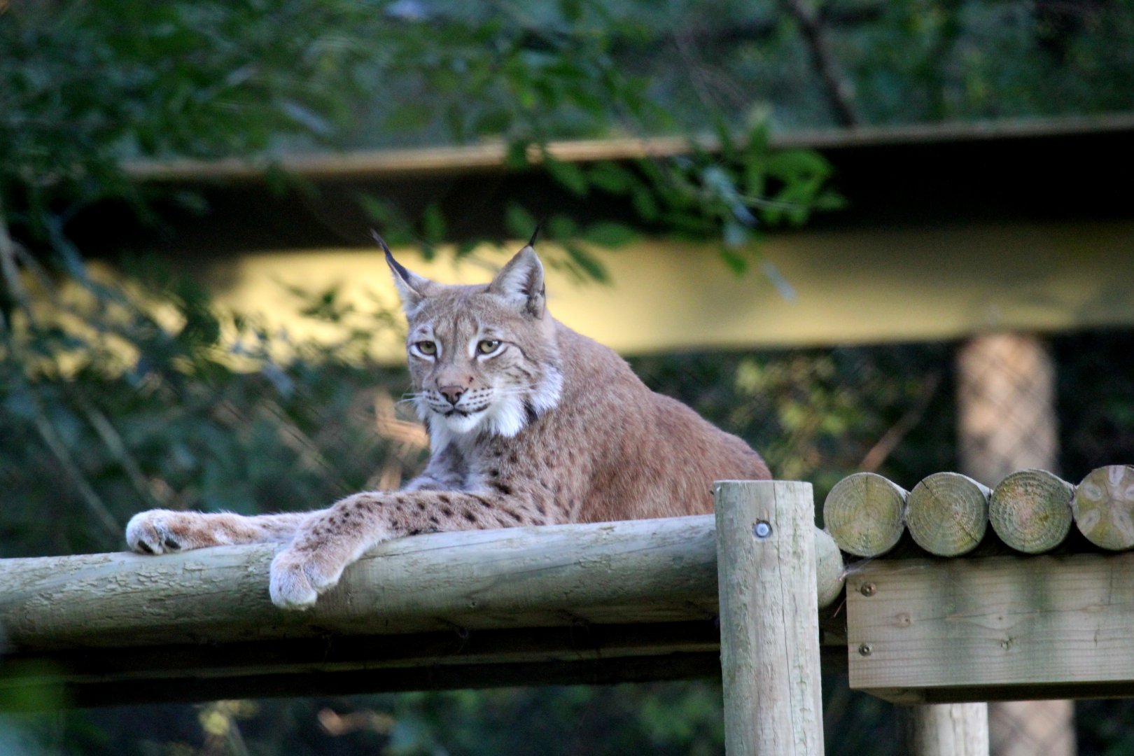 Eurasian lynx (Lynx lynx)