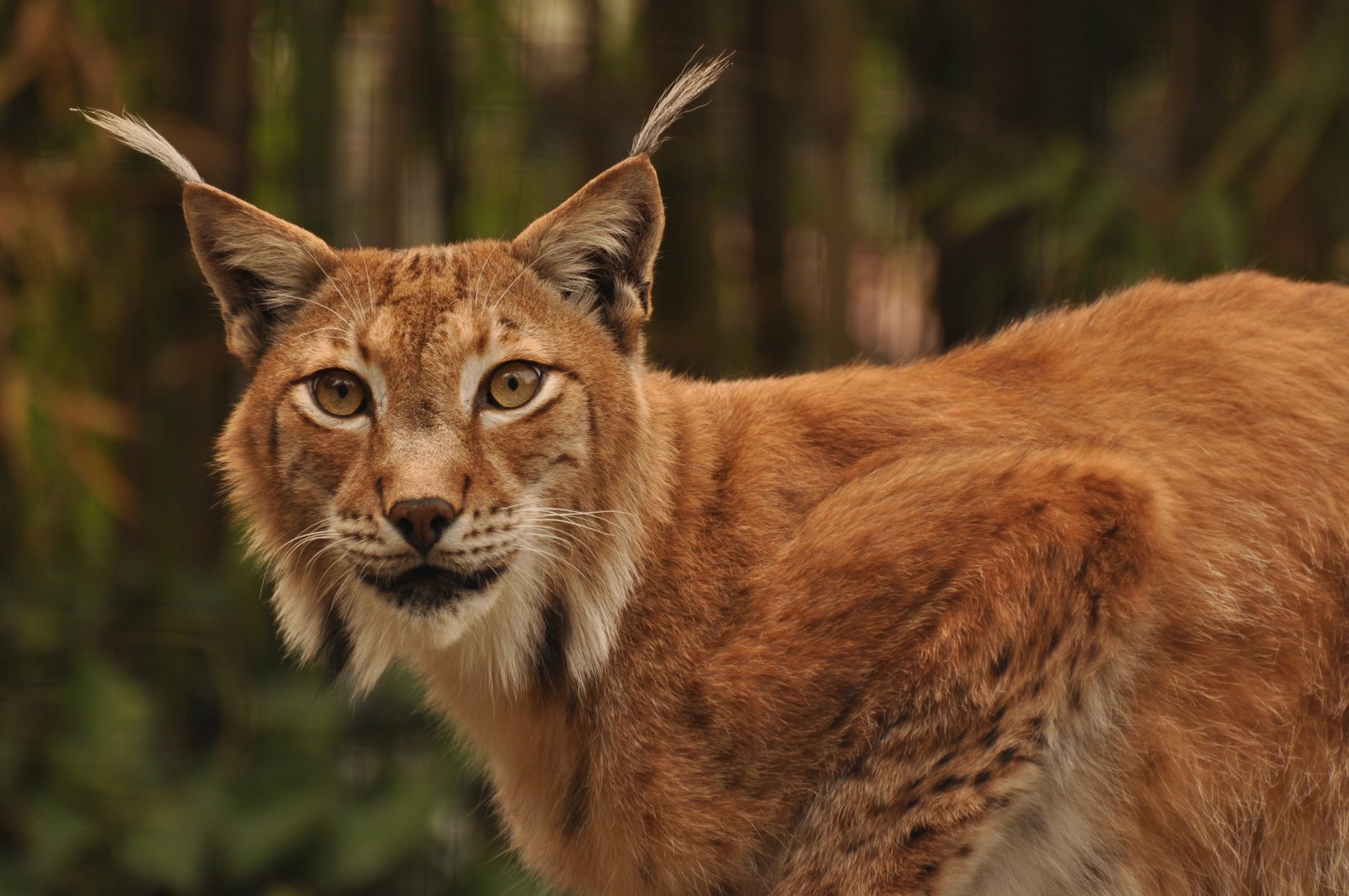 Eurasian lynx (Lynx lynx)