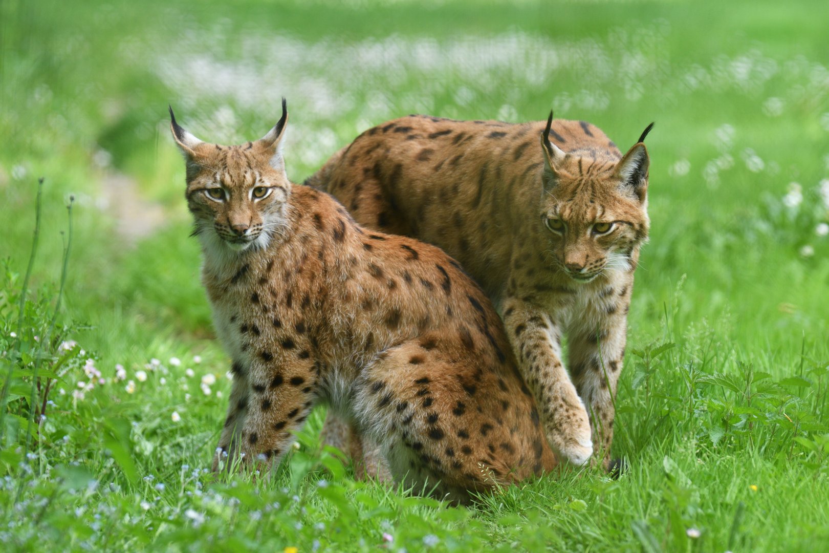Eurasian lynx (Lynx lynx)