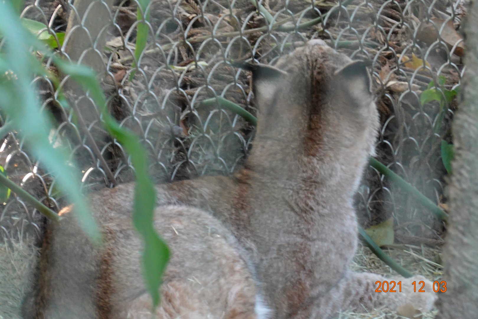 Eurasian Lynx (Lynx lynx)