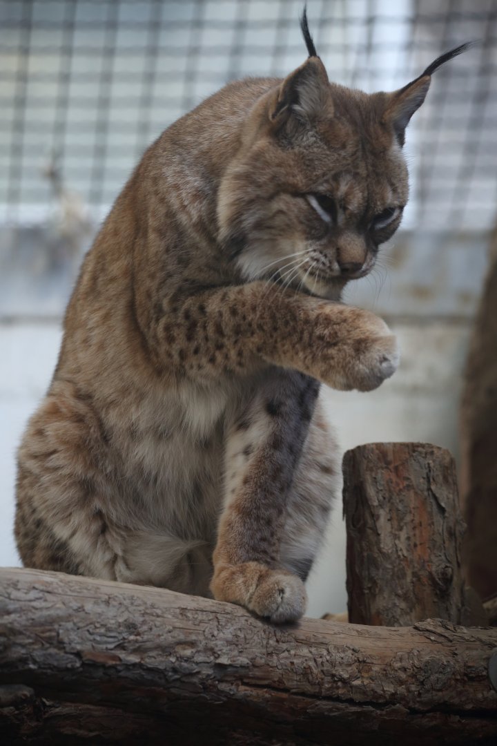 Eurasian lynx/ Lynx lynx