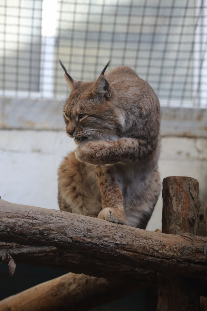 Eurasian lynx/ Lynx lynx