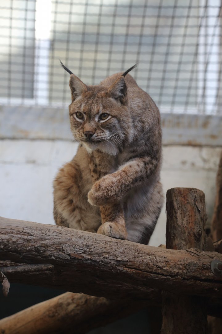 Eurasian lynx/ Lynx lynx