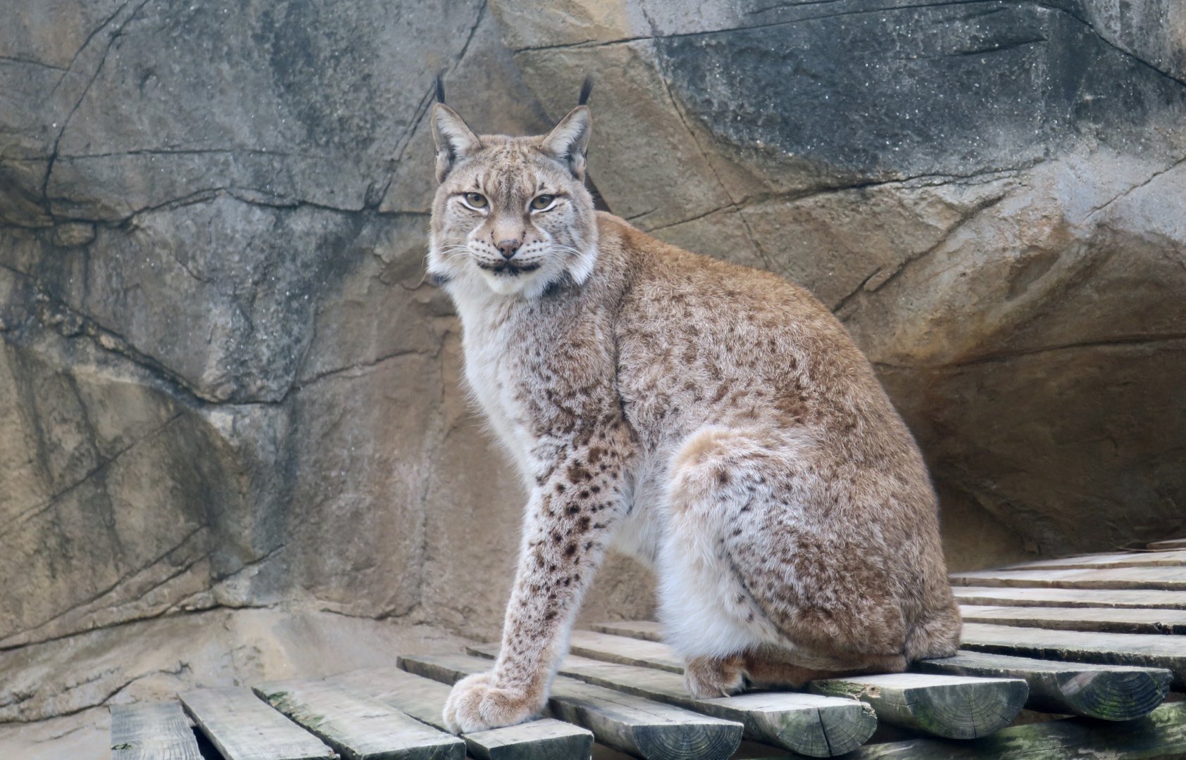 Eurasian Lynx (Lynx lynx)
