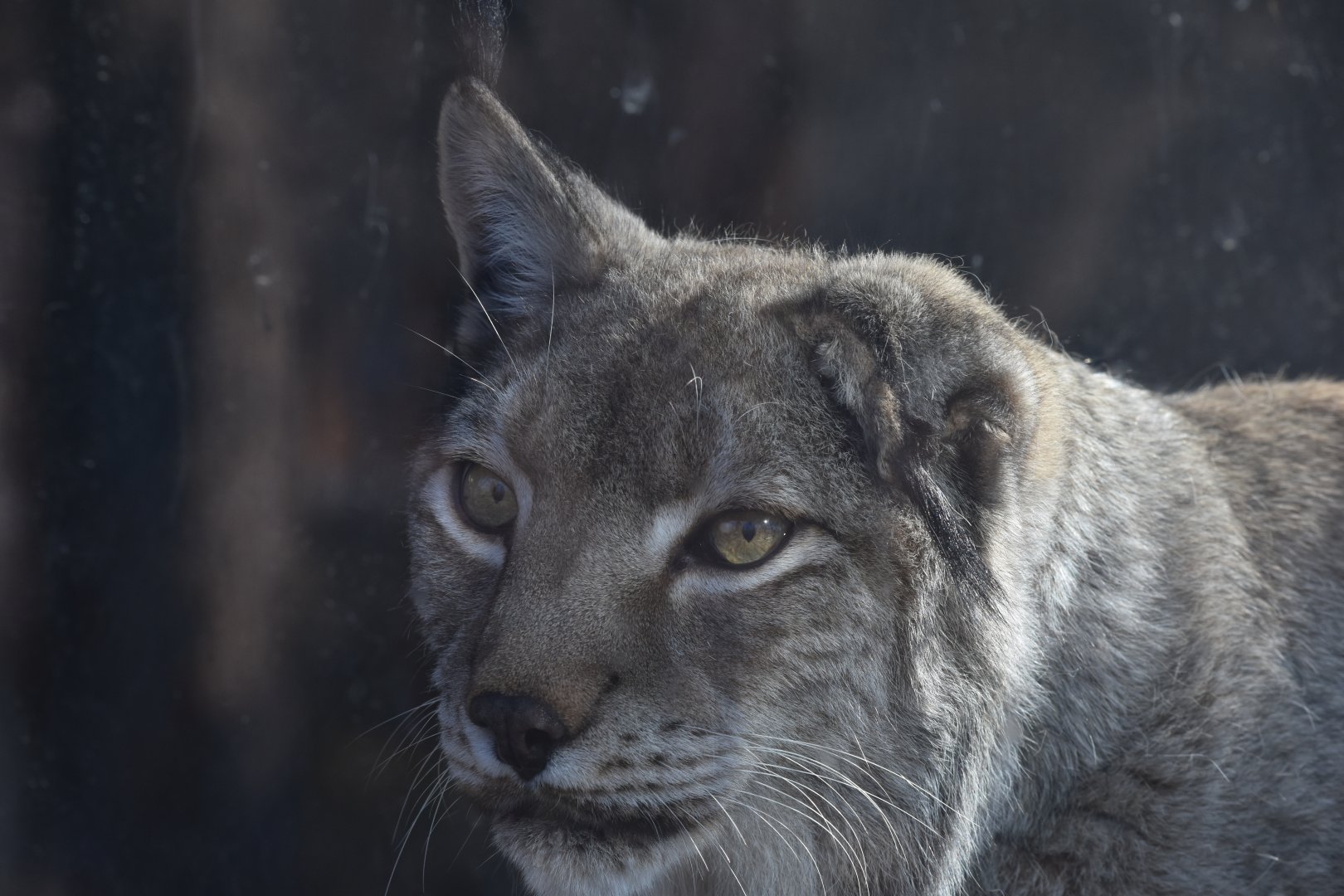 Eurasian lynx (Lynx lynx)