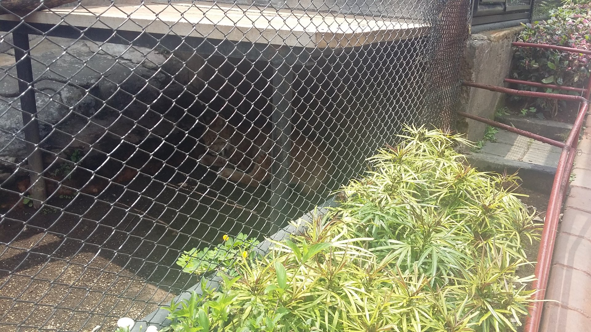 Eurasian lynx (Lynx lynx)