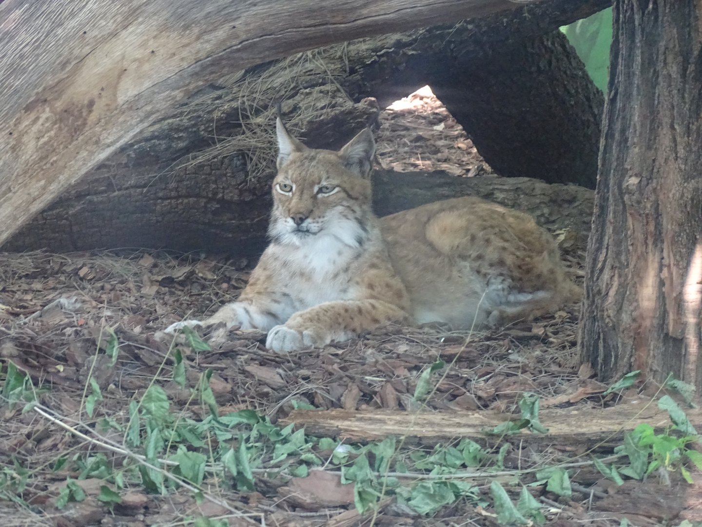 Eurasian lynx (Lynx lynx)