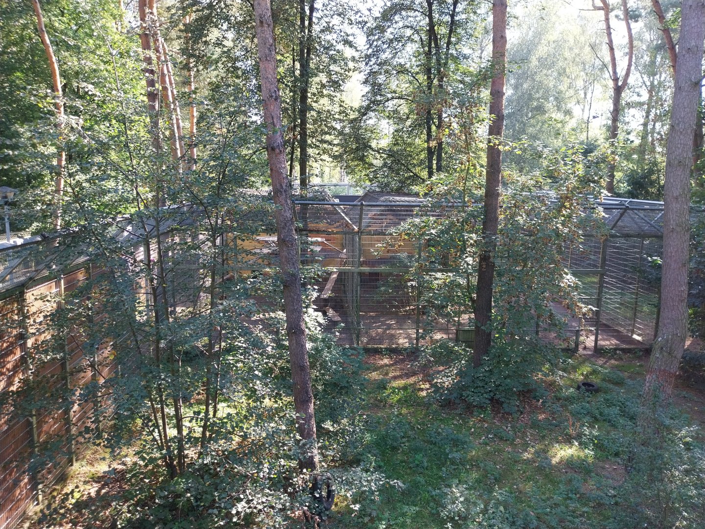 Eurasian Lynx (Lynx lynx)