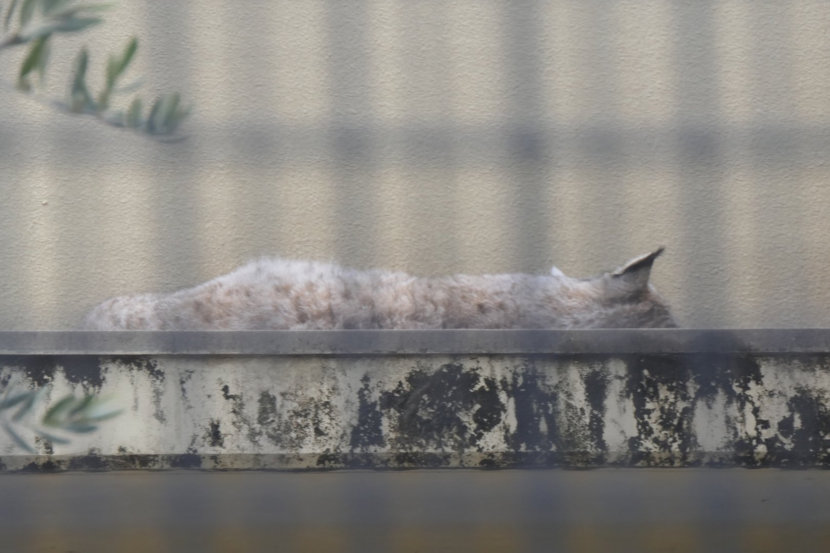 Eurasian Lynx (Lynx lynx)