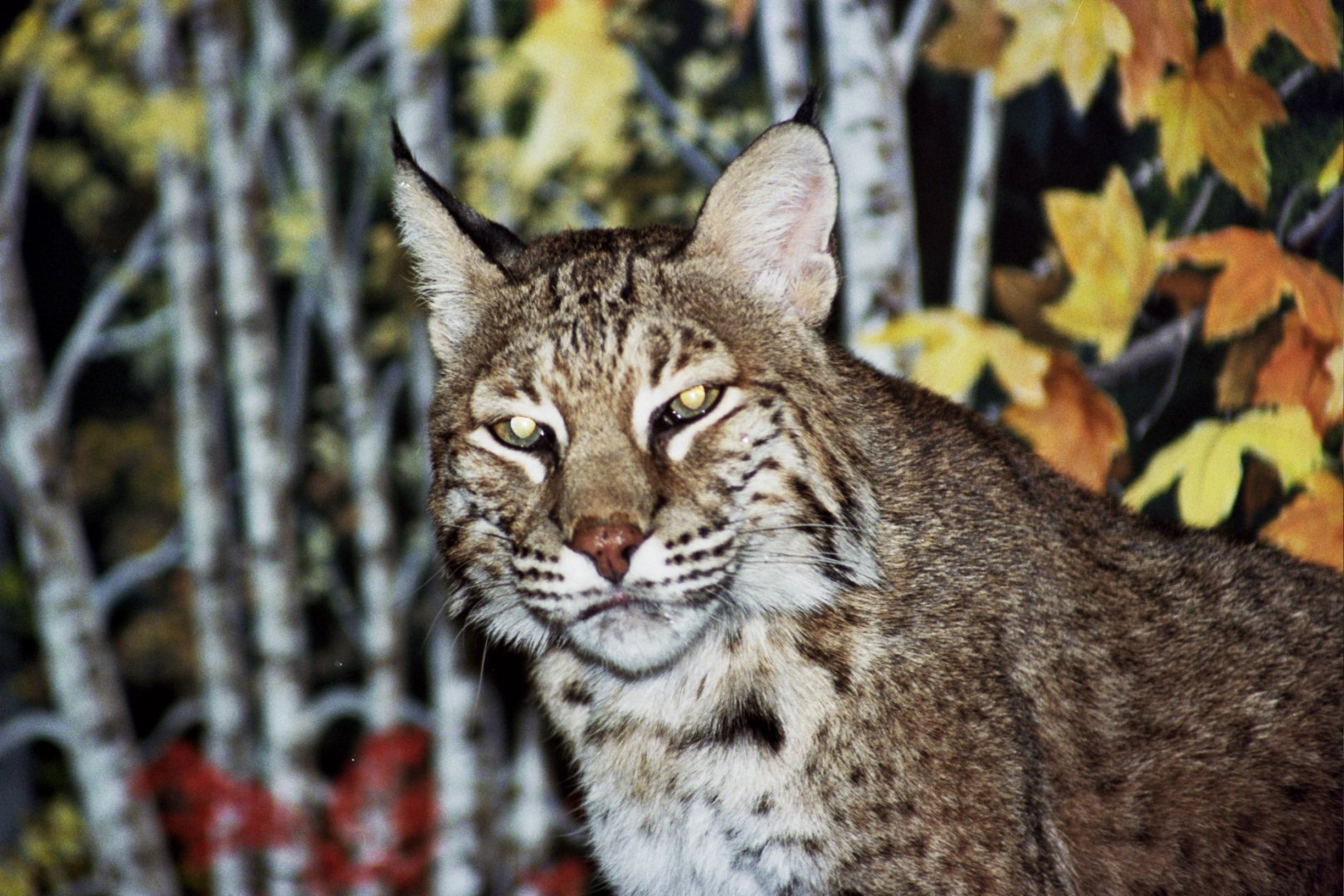 Eurasian lynx (Lynx lynx)