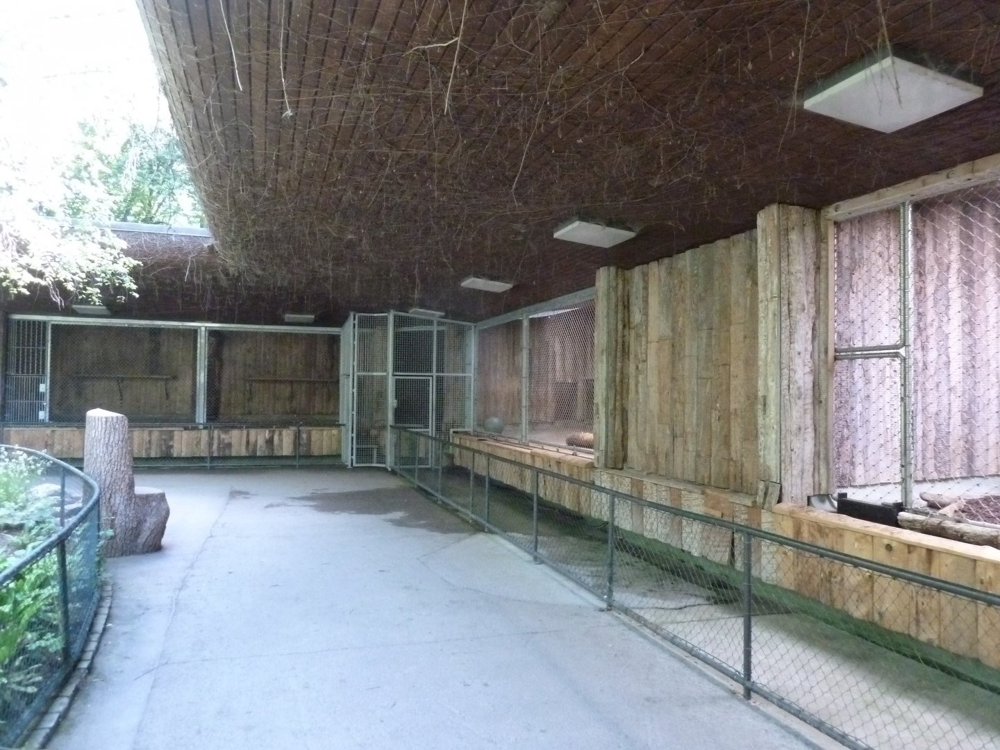 Eurasian lynx - Night quarters