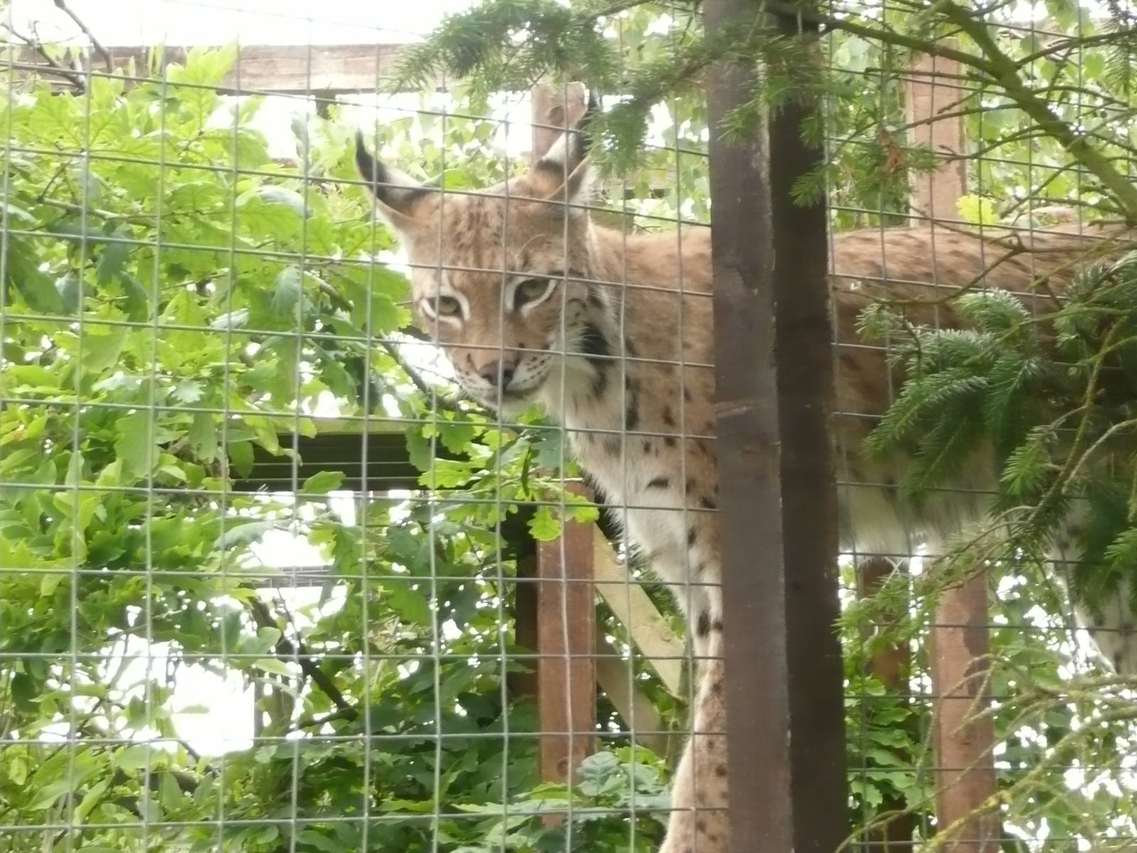 Eurasian lynx - Nilly