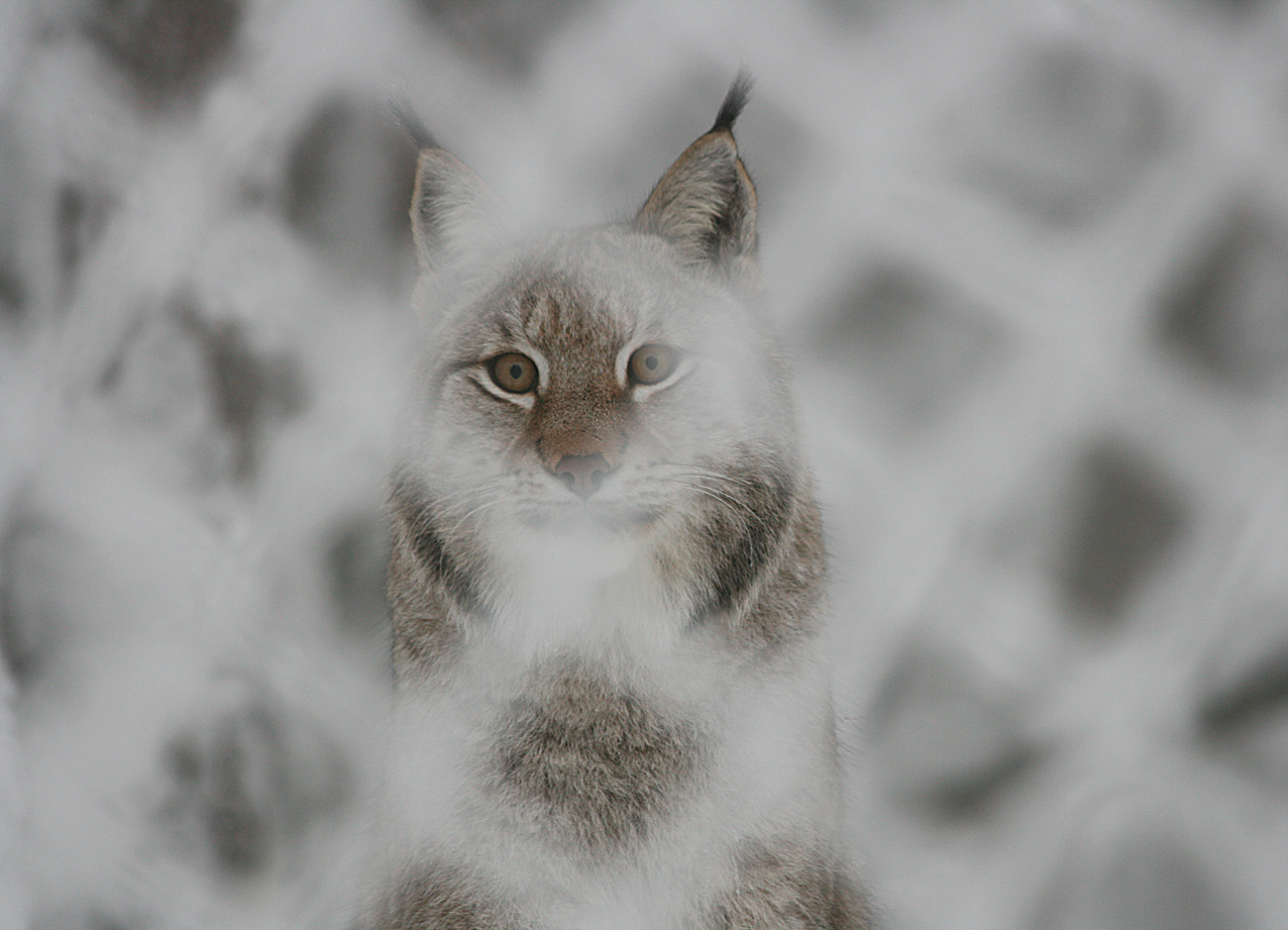 Eurasian Lynx - Orsa Bearpark