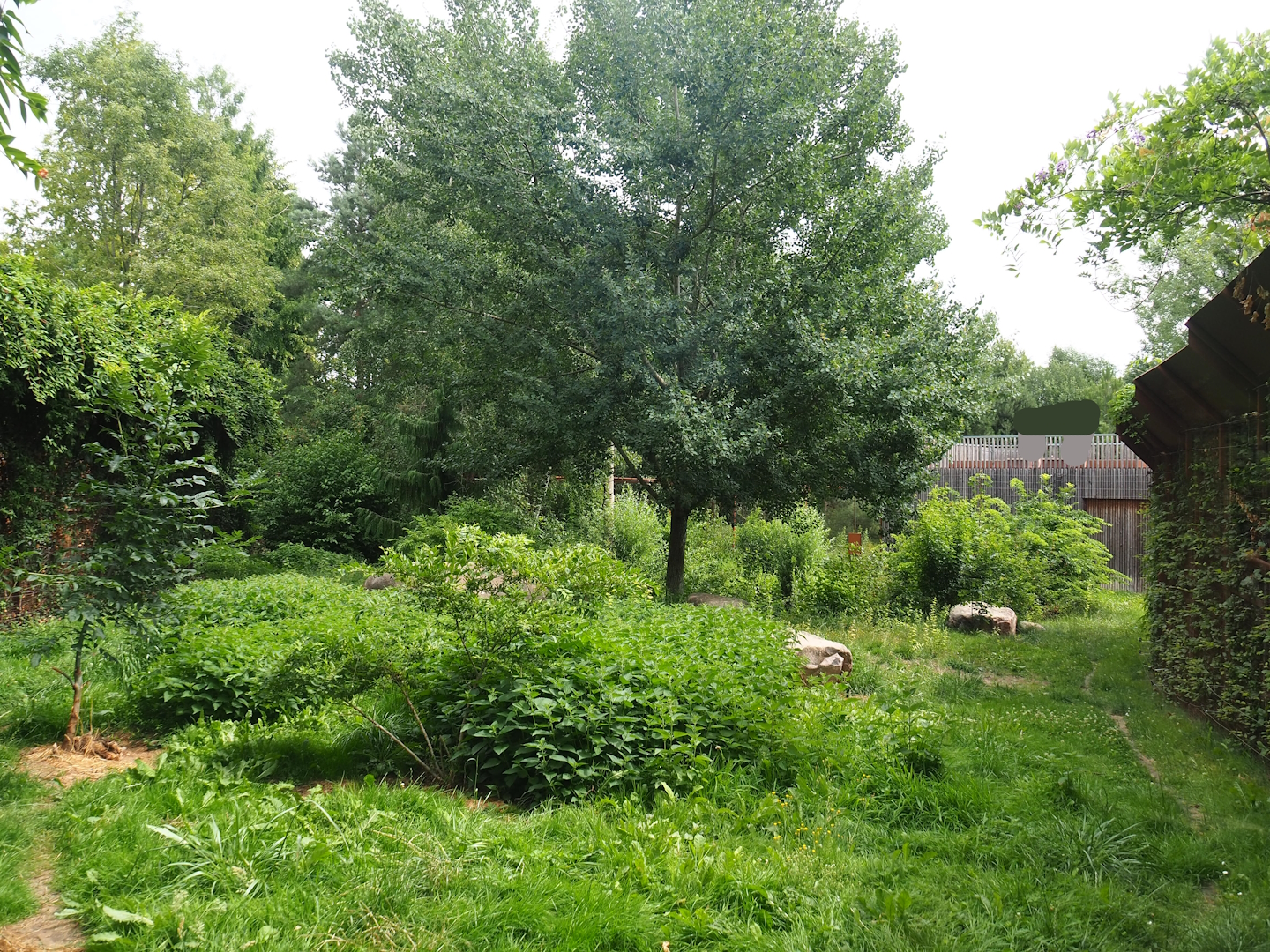 Eurasian lynx separation exhibit, 2023-07-18