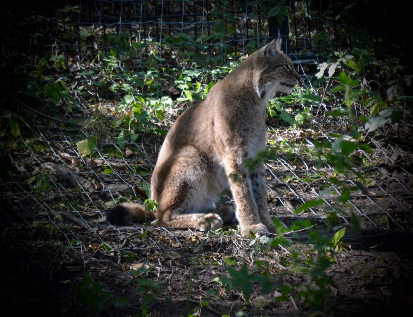 Eurasian Lynx - September 2020