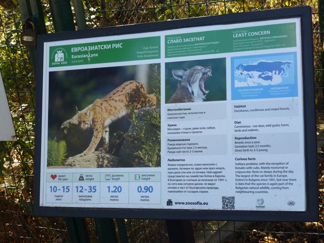 Eurasian Lynx sign 15.9.13