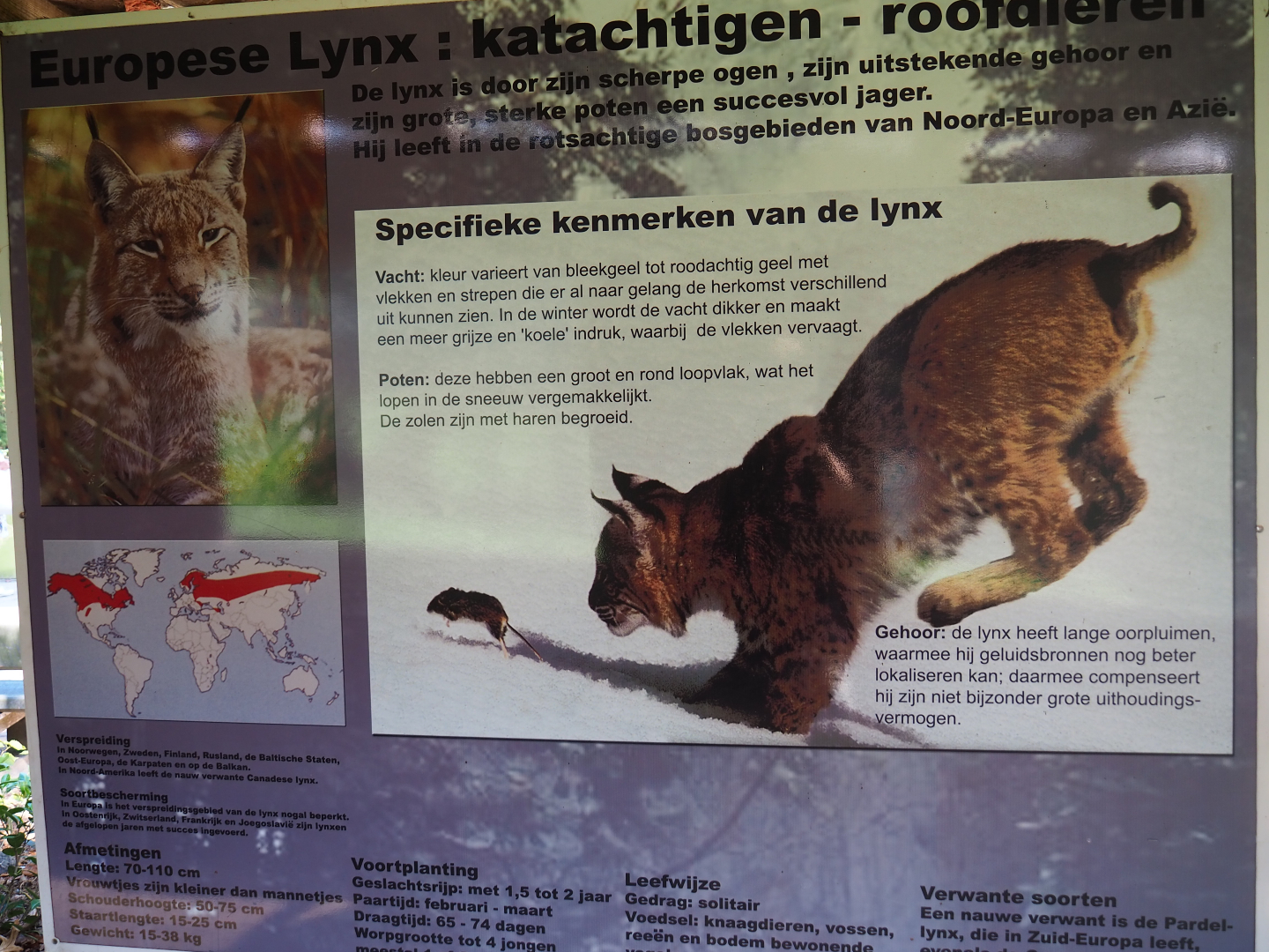 Eurasian lynx signage, 2019-08-04