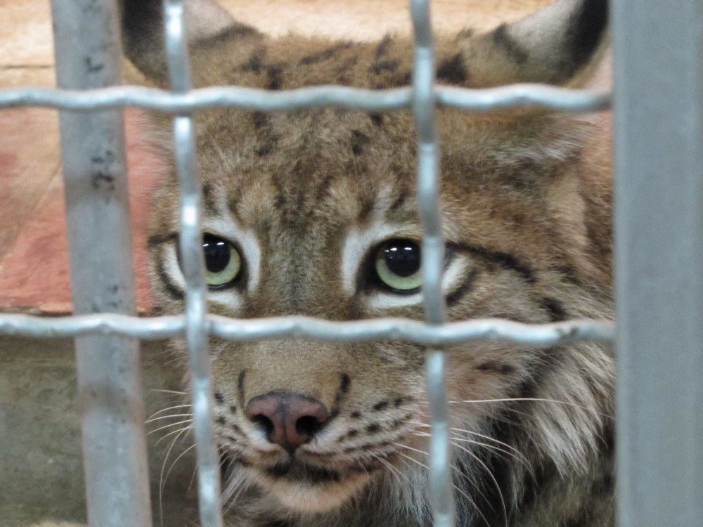 Eurasian Lynx(tehran zoo)