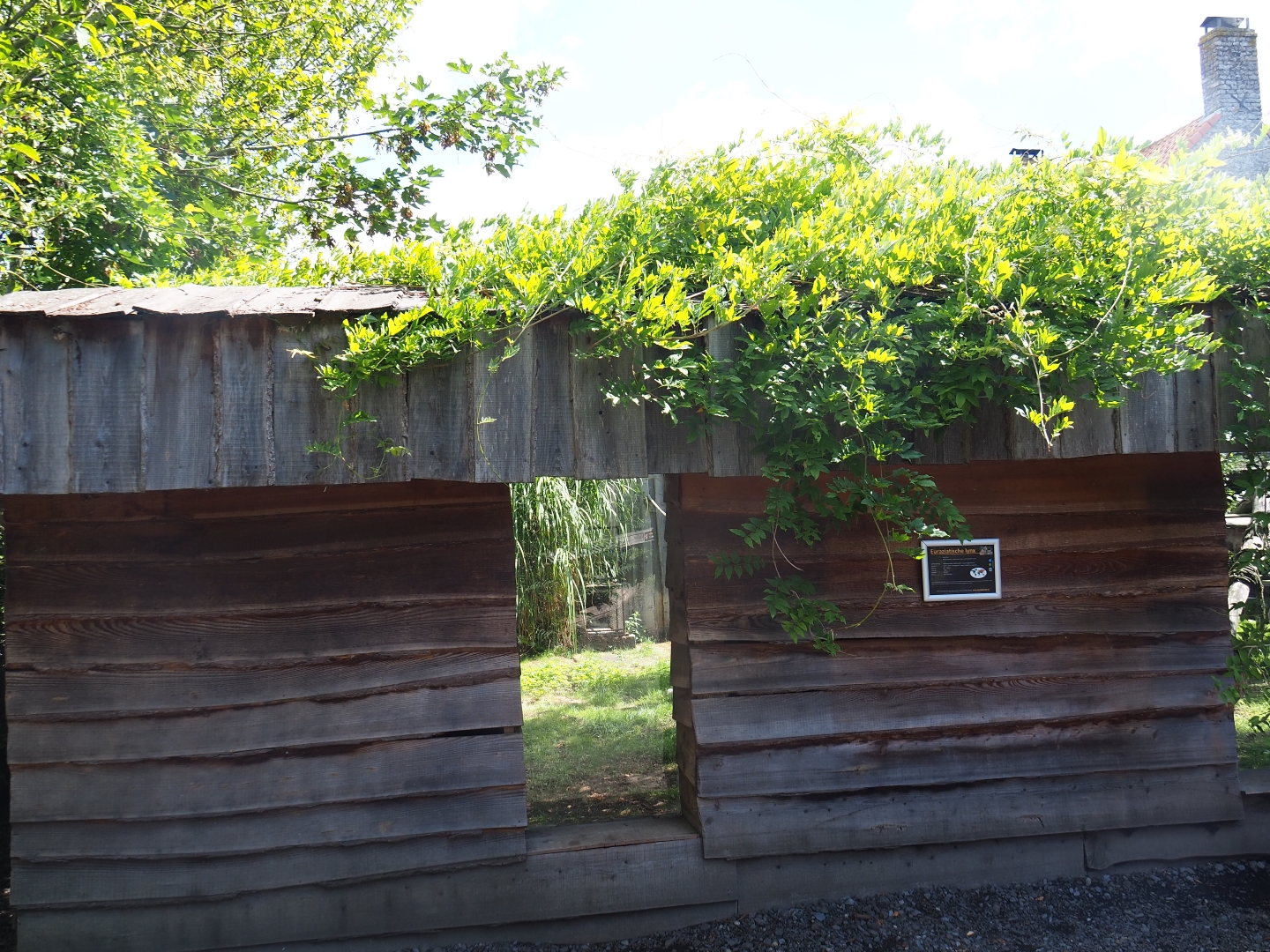 Eurasian lynx viewing area