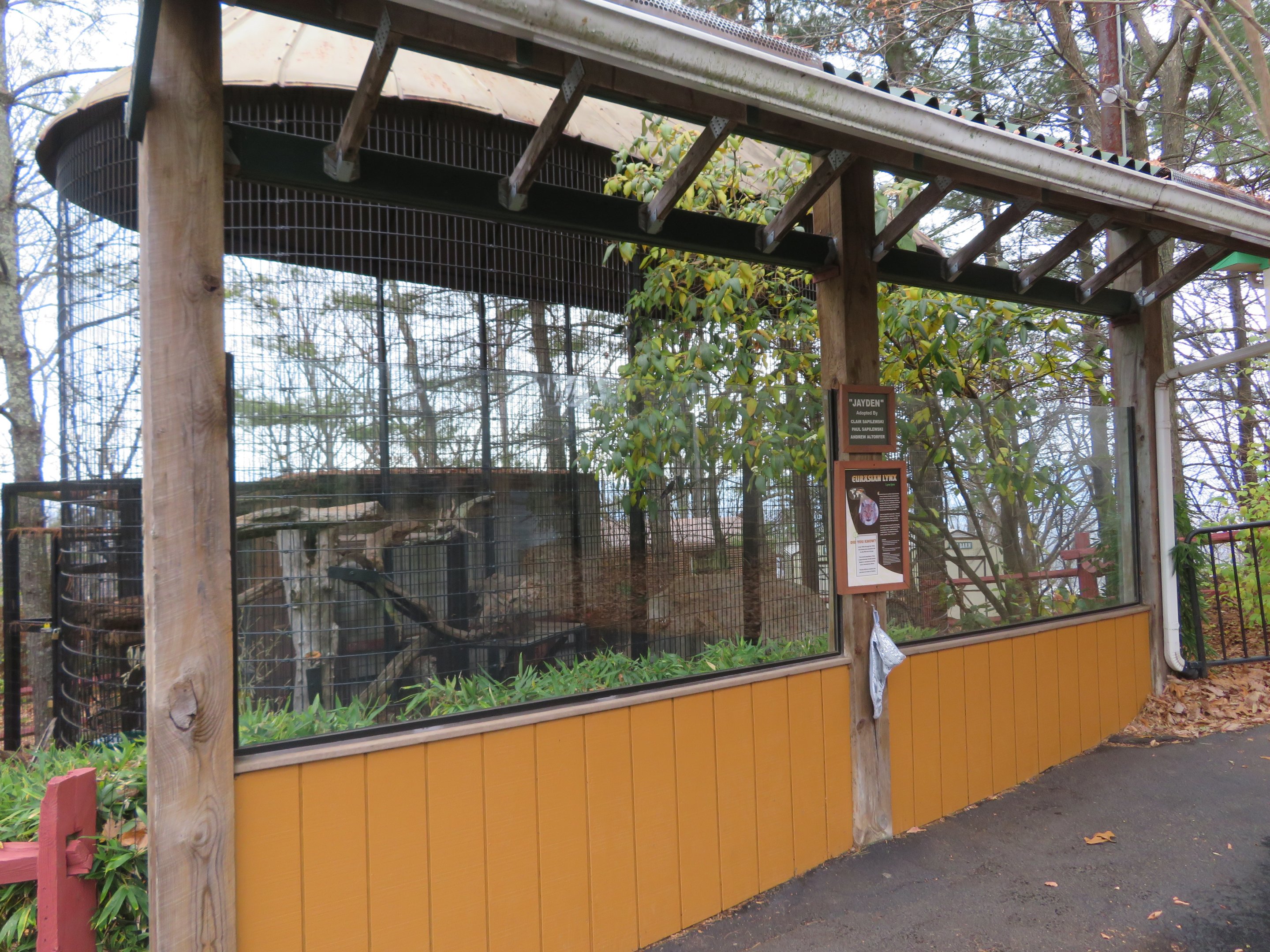 Eurasian Lynx Viewing Area