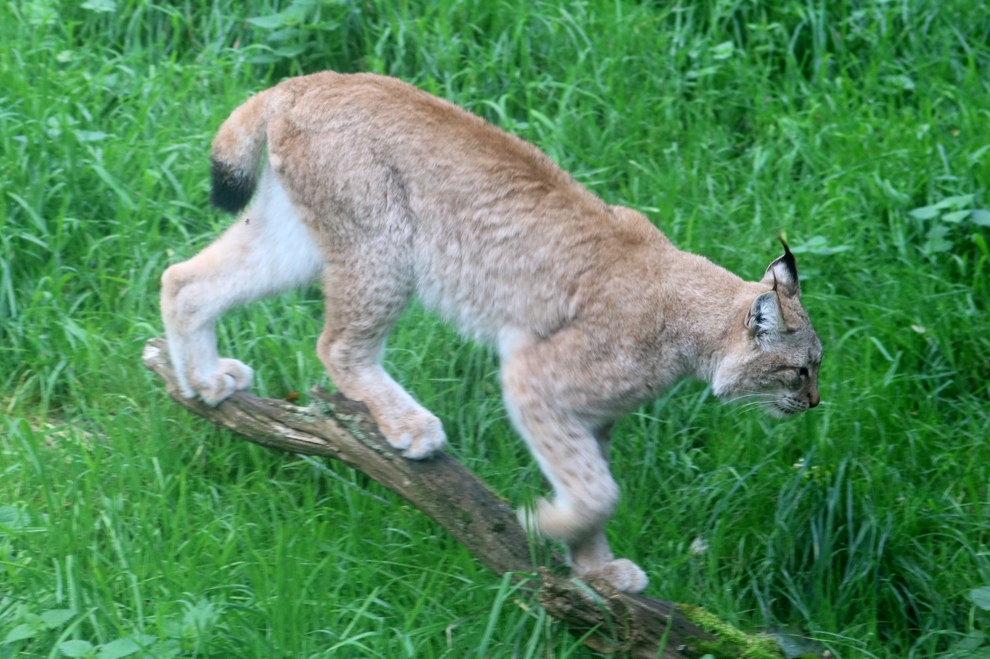 Eurasian lynx; Whipsnade; 16th October 2021
