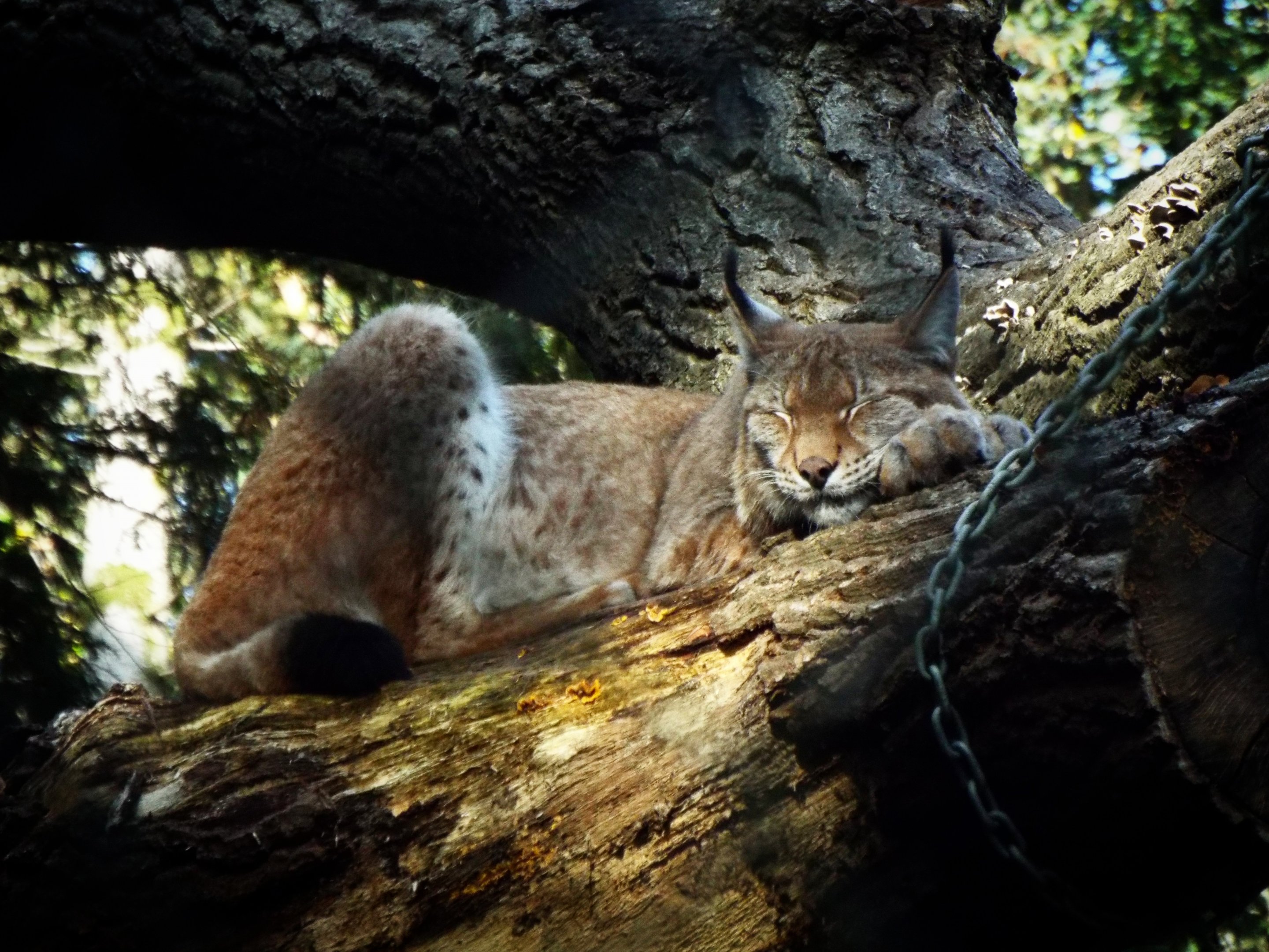 Eurasian Lynx Wildwood Escot