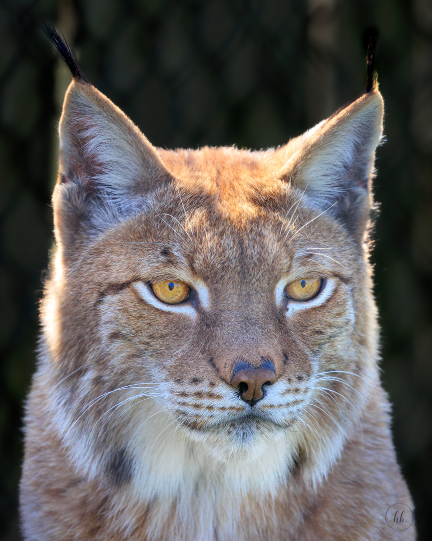 Eurasian Lynx / Wolds Wildlife Park / 18-4-23