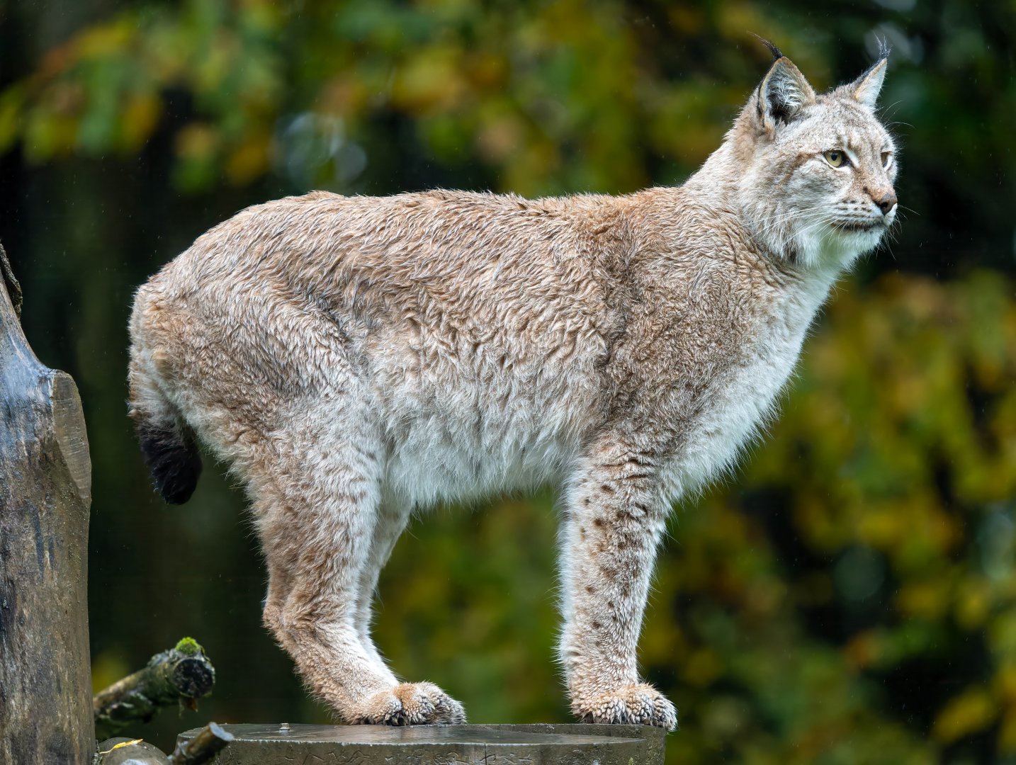Eurasian Lynx, ZSL Whipsnade, UK