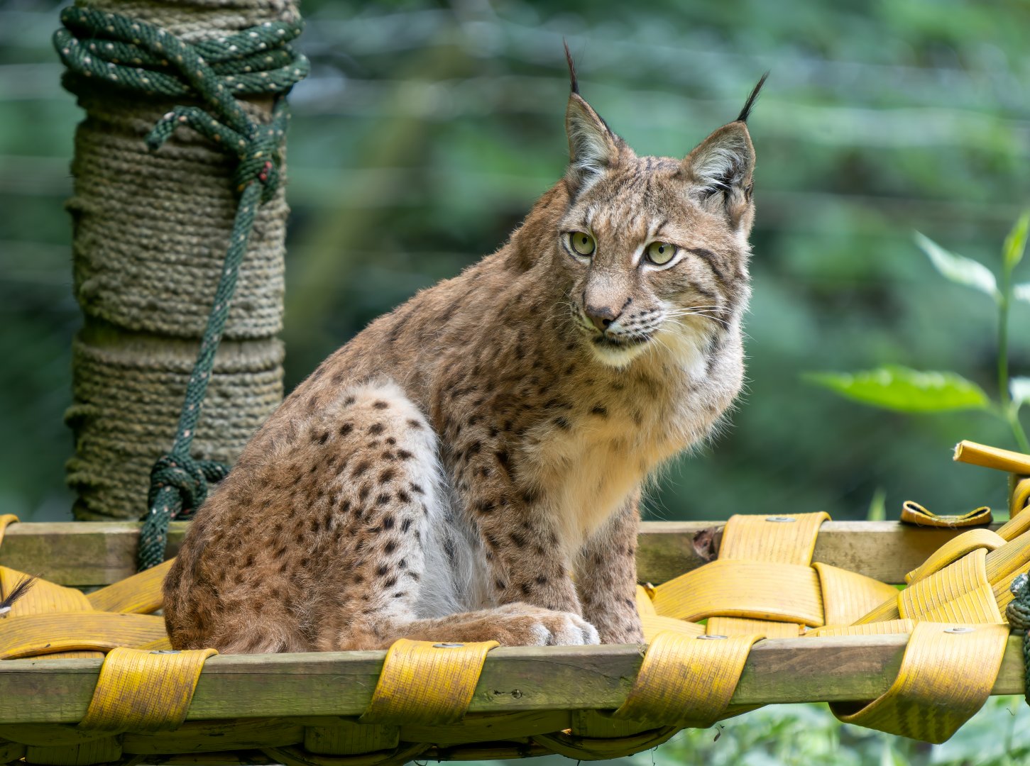 Eurasian lynx, ZSL Whipsnade, UK