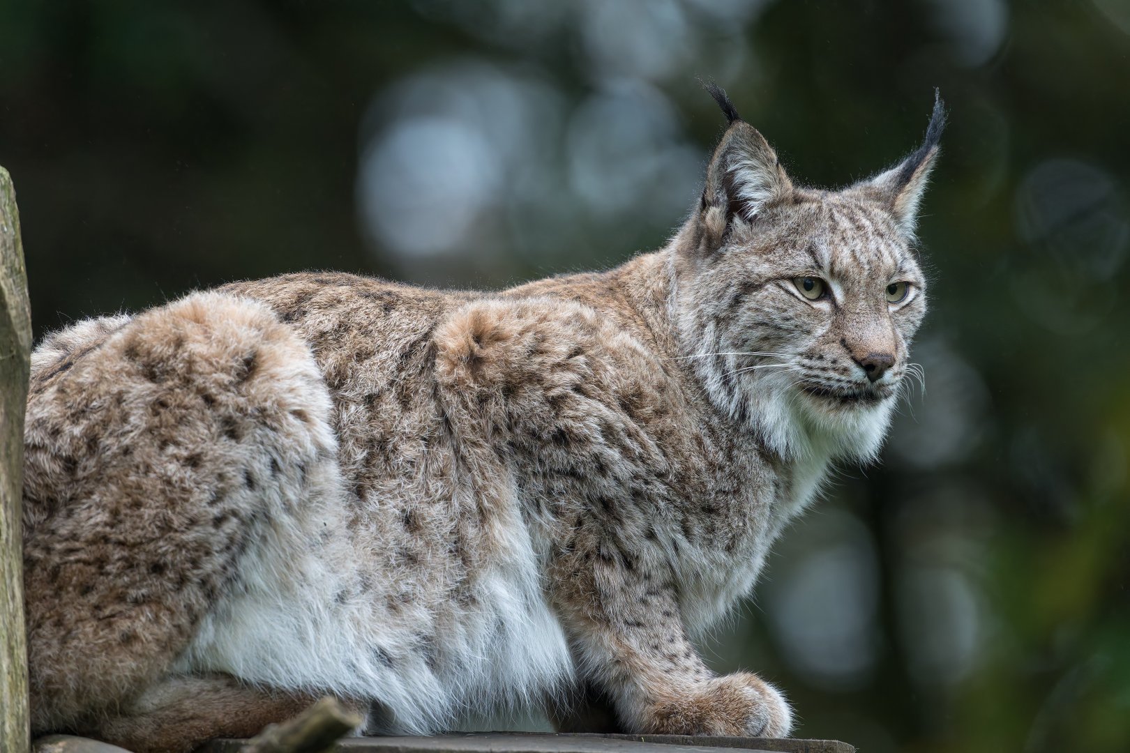 Eurasian Lynx, ZSL Whipsnade, UK