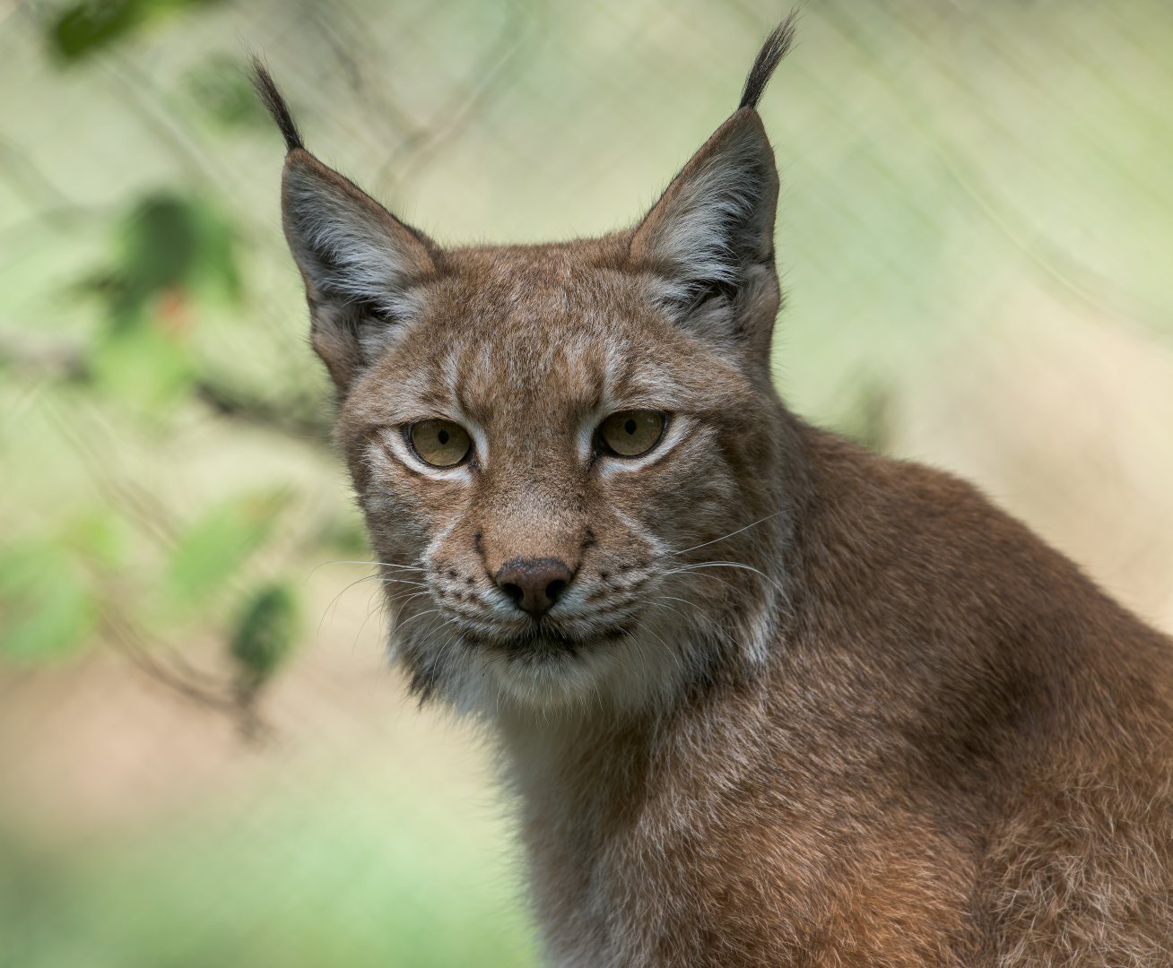 Eurasian Lynx, ZSL Whipsnade, UK