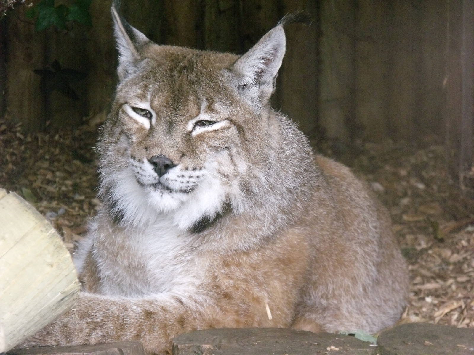Eurasian Lynx