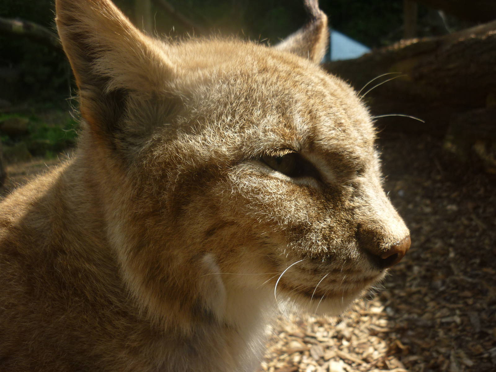 Eurasian Lynx