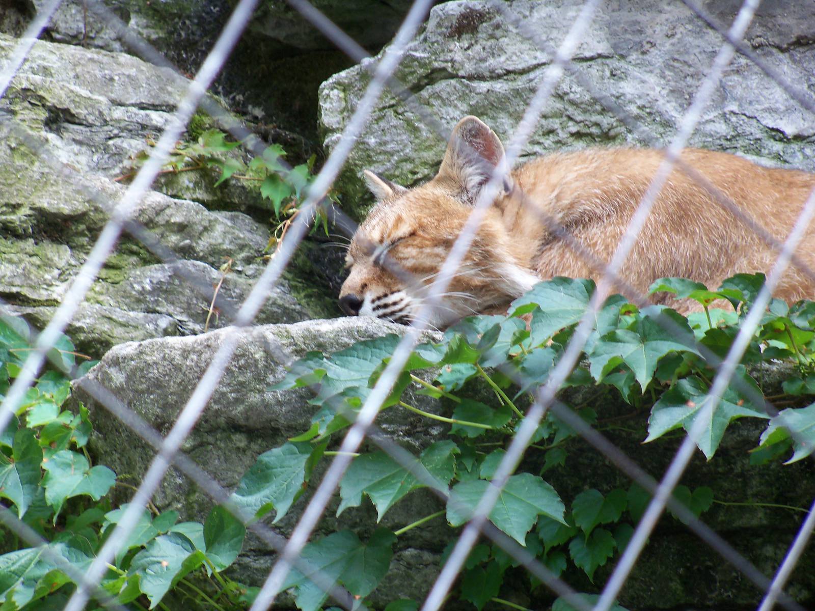 Eurasian Lynx