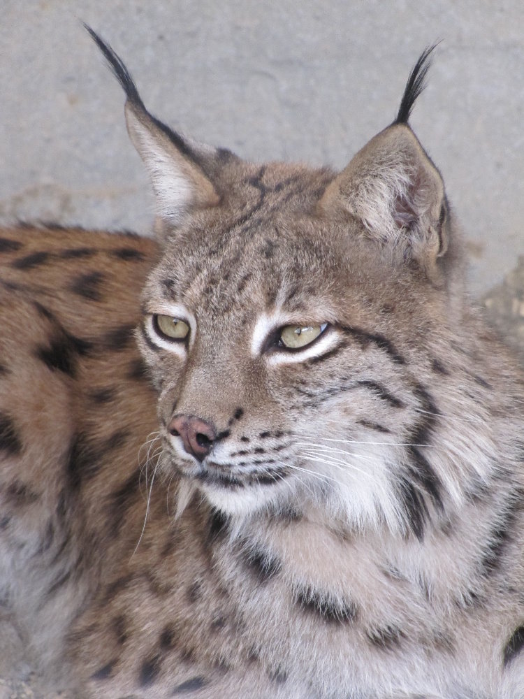 Eurasian Lynx