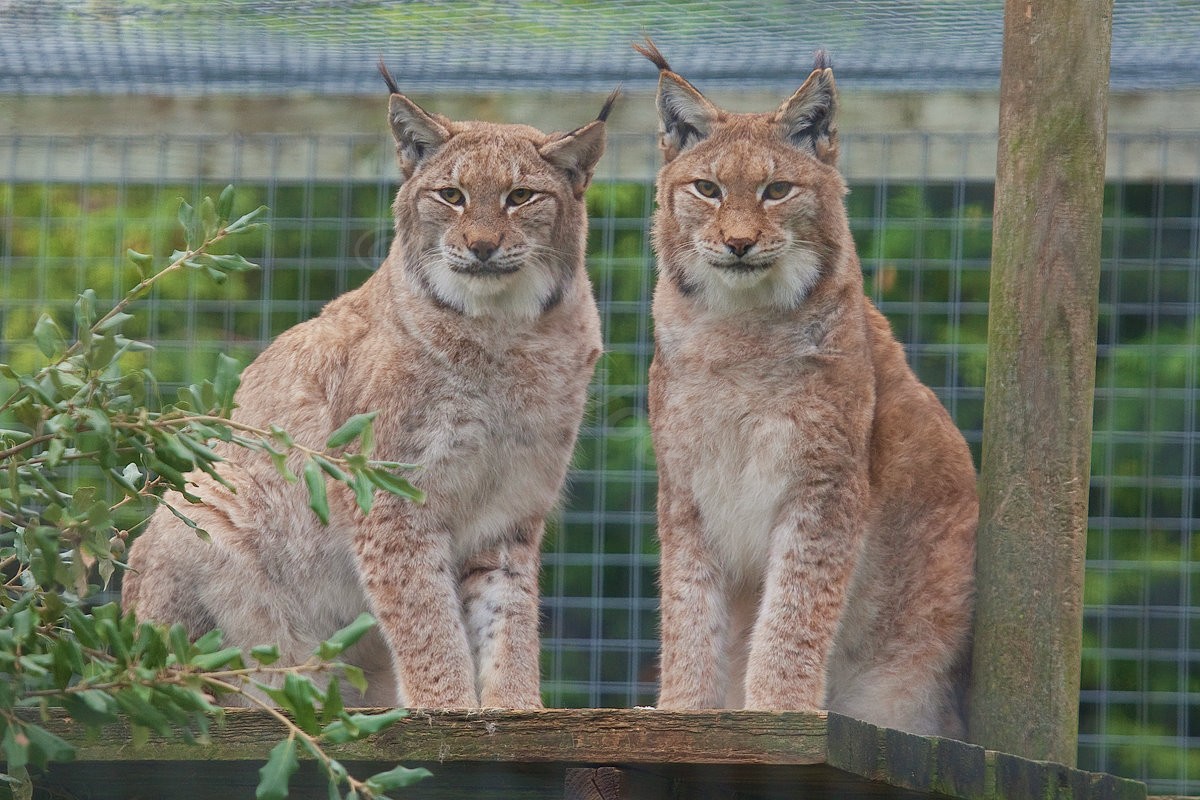 Eurasian lynx