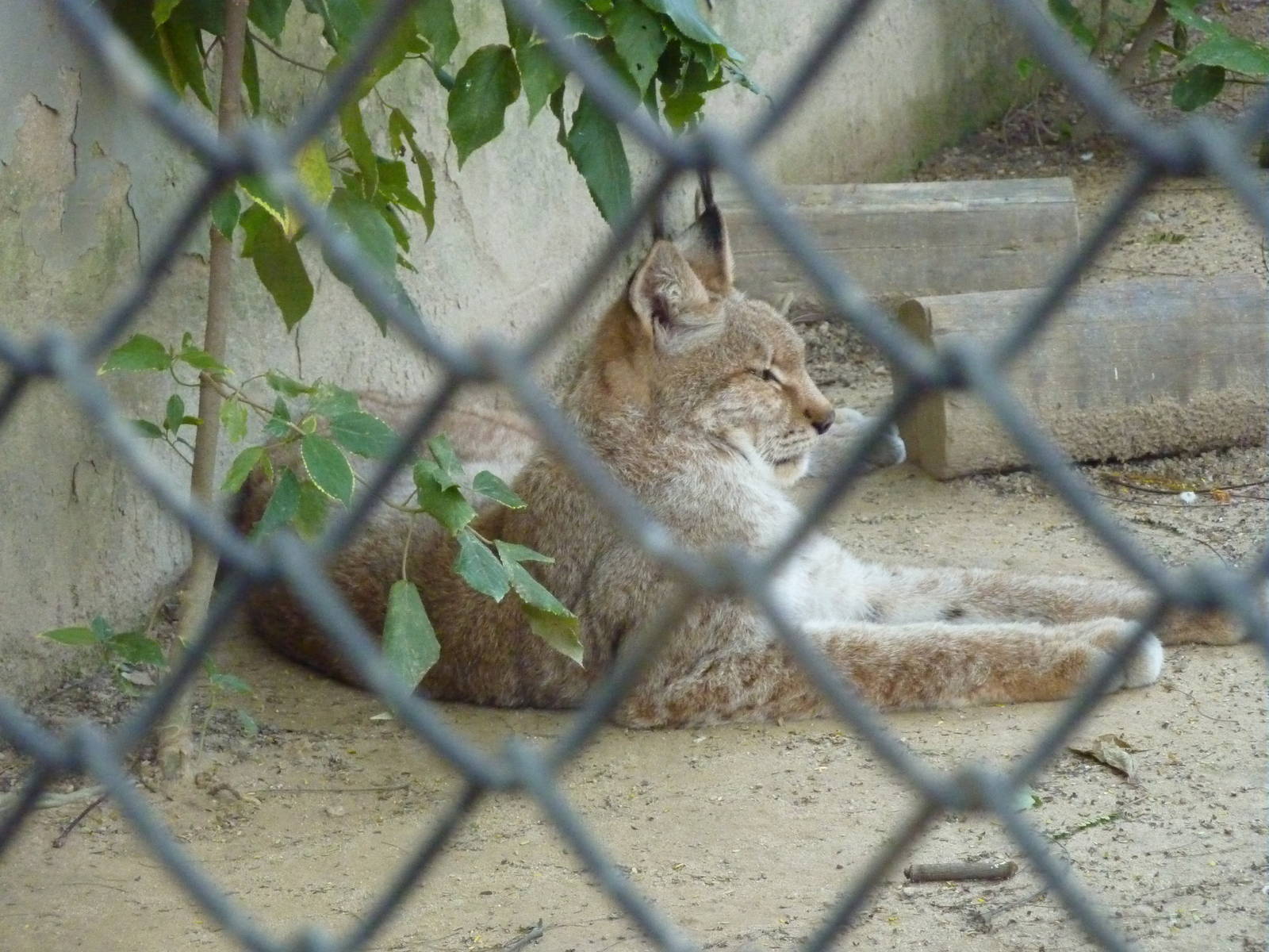 Eurasian lynx