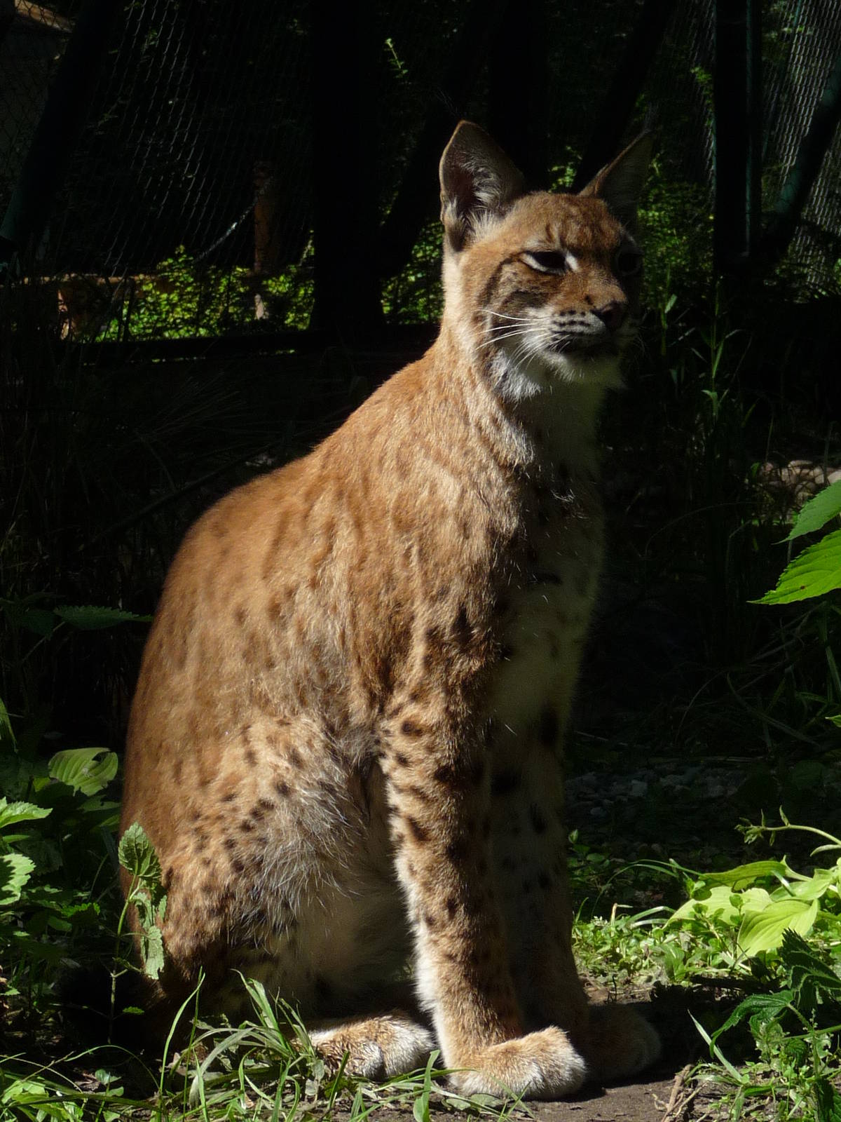 Eurasian Lynx