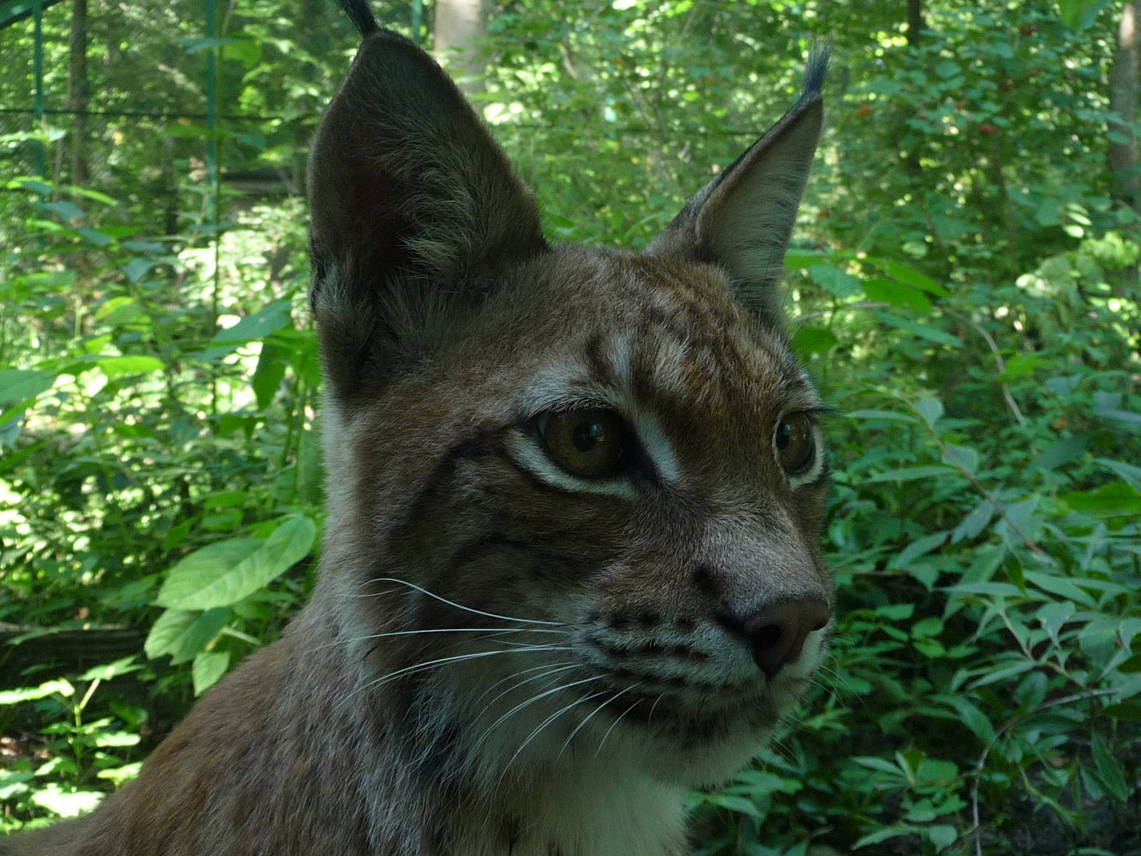 Eurasian Lynx