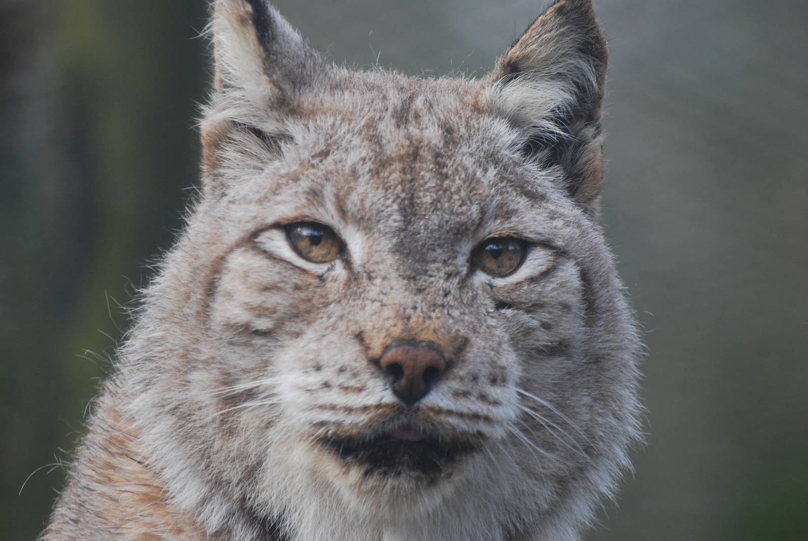 Eurasian lynx