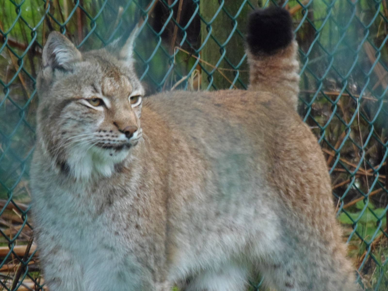 eurasian lynx