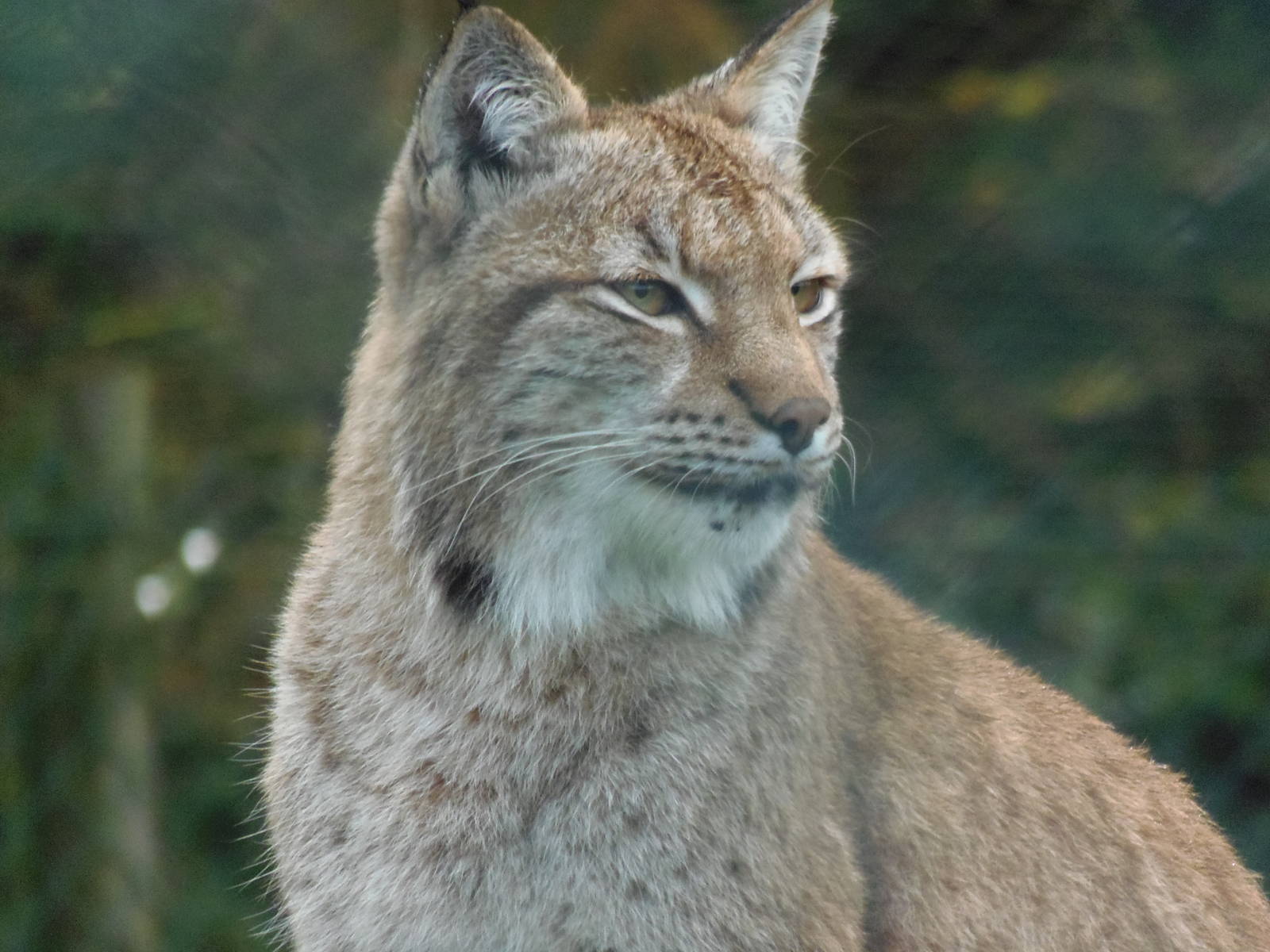 eurasian lynx
