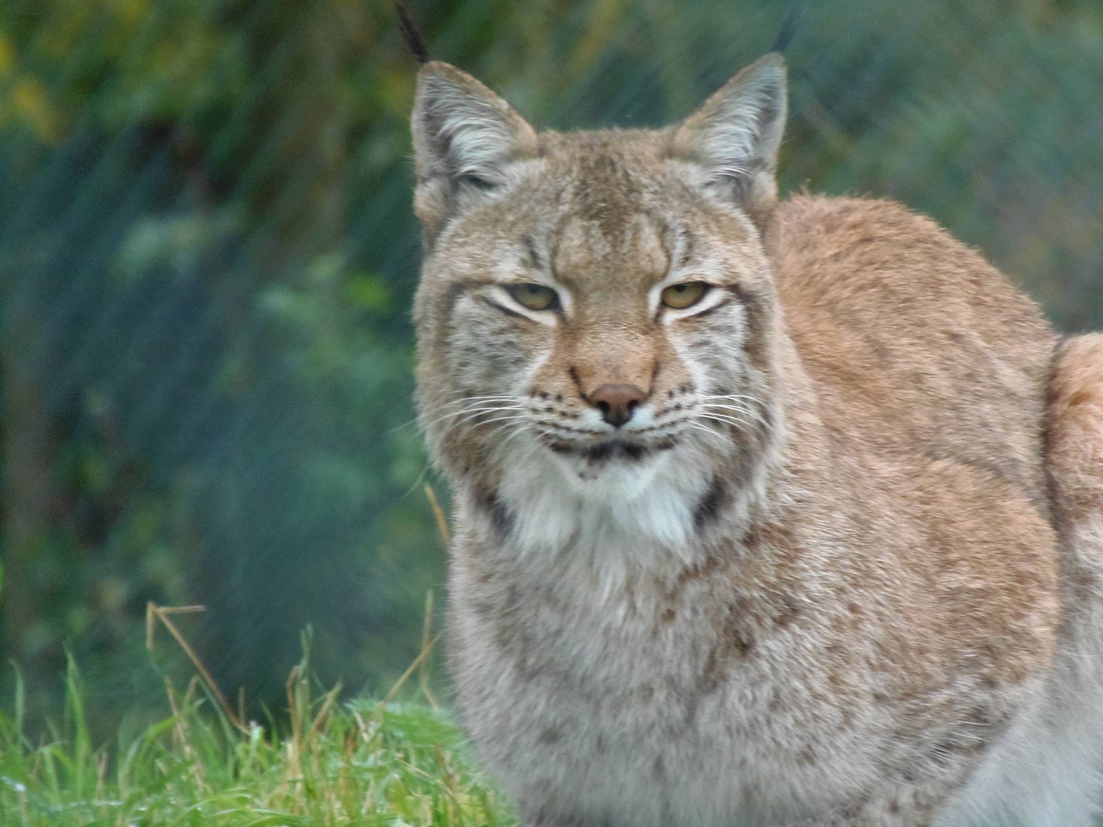 eurasian lynx