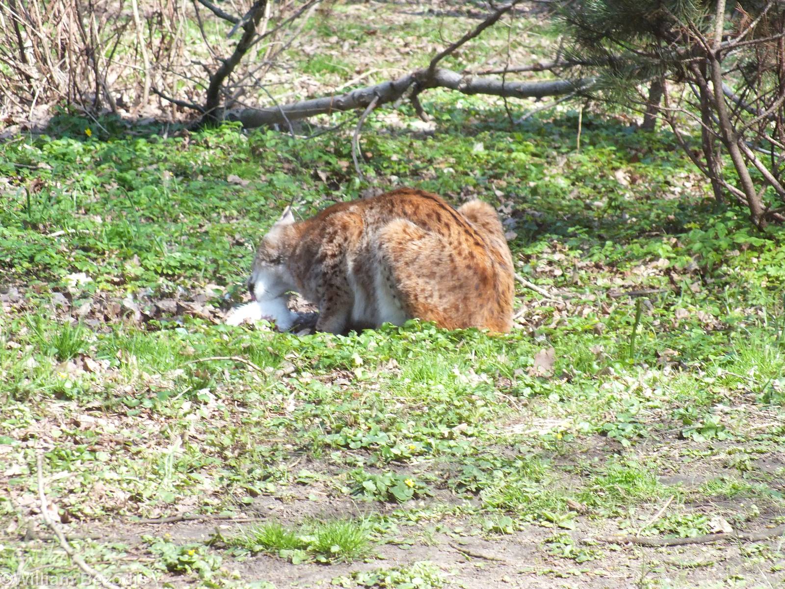 Eurasian Lynx