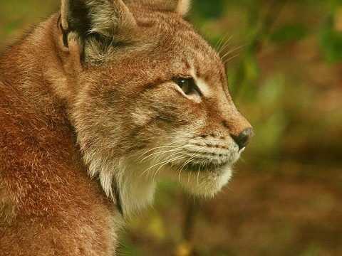 Eurasian Lynx