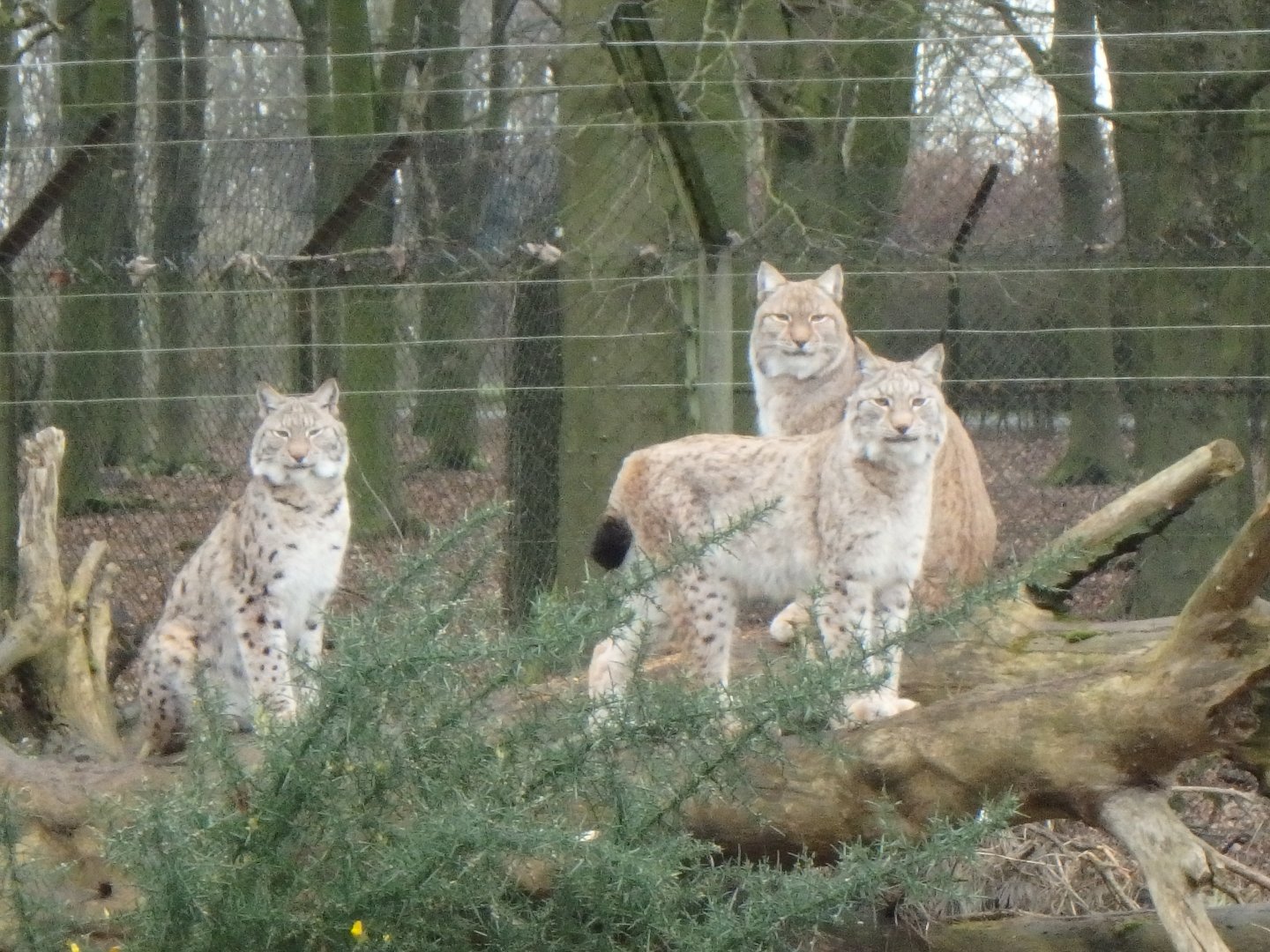 Eurasian lynx