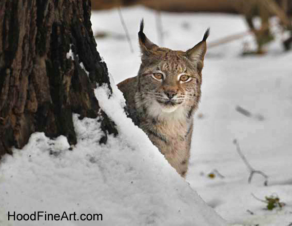 eurasian lynx