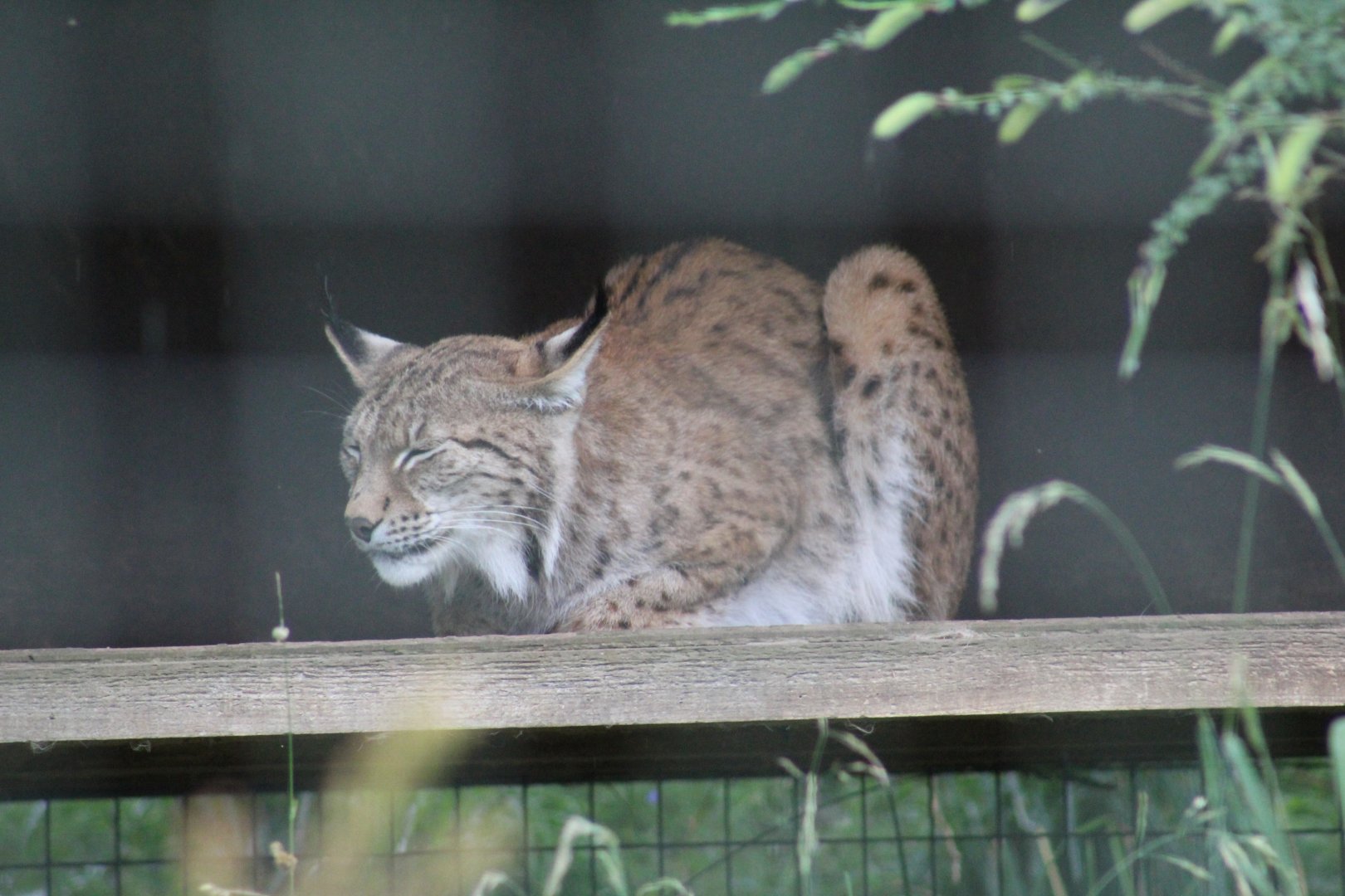 Eurasian Lynx